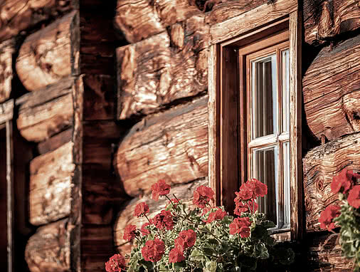 Nahaufnahme einer Holzwand der Maurachalm mit einem kleinen Fenster im Holzrahmen. Darunter blühen leuchtend rote Geranien in einem Blumenkasten vor den wettergegerbten, grob behauenen Holzstämmen.