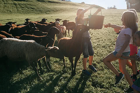 Kinder in einem Feld mit Schafen in Großarl