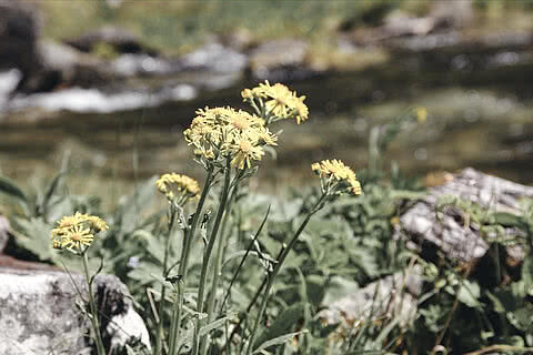 Gelbe Wildblumen am Ufer des Schöderbachs nahe dem Hotel Tauernhof Großarl, umgeben von einer natürlichen Berglandschaft mit sprudelndem Wasser und Felsen im Hintergrund.