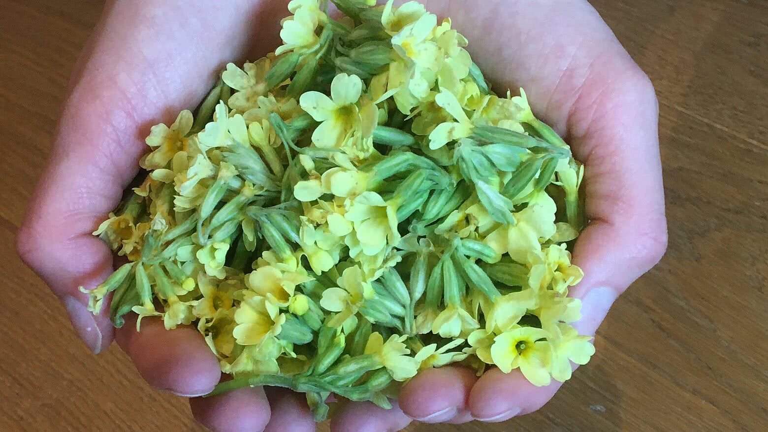 Rezept Schlüsselblumensirup Tauernhof Großarl