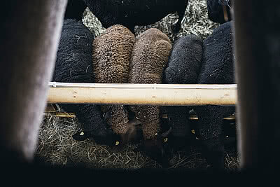 Schafe auf einer Alm in Großarl