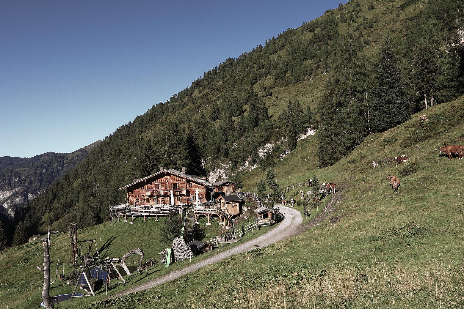 Die Reitalm im Großarltal im Sommer inmitten saftiger Bergwiesen und Bergpanorama. Im Bild rechts tummeln sich Kühe, vor der Hütte sieht man einen Spielplatz. Ein Weg führt zur Hütte hin.