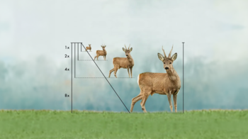Illustration zur Vergrößerung in der Optik, dargestellt durch ein Reh in unterschiedlichen Größenstufen (1x, 2x, 4x, 8x) auf einer grünen Wiese mit blauem Himmel im Hintergrund.