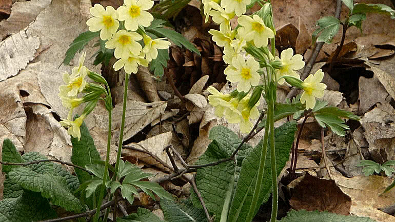 Rezept Schlüsselblumensirup Tauernhof Großarl
