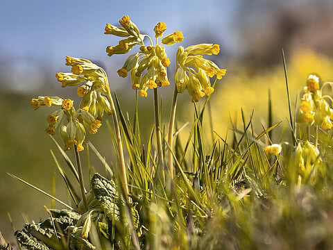 Rezept Schlüsselblumensirup Tauernhof Großarl