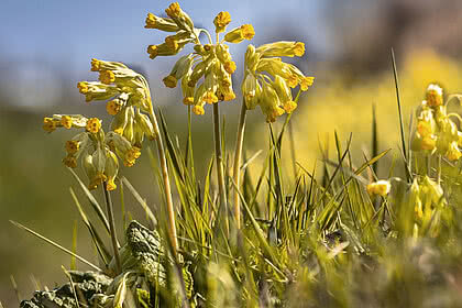 Rezept Schlüsselblumensirup Tauernhof Großarl