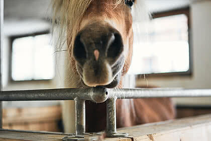 Pferde im Stall vom Tauernhof