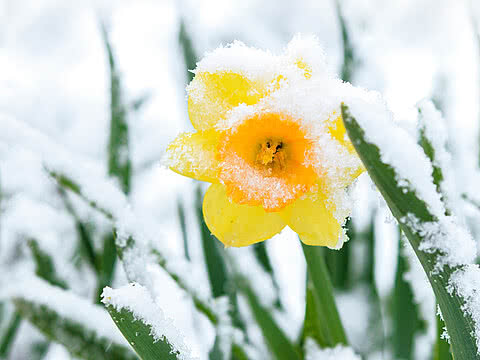 Blühender Märzenbecher im Schnee