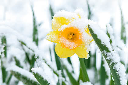 Blühender Märzenbecher im Schnee